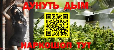 сатива Кингисепп